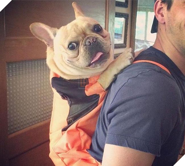 chó đi tàu điện ngầm