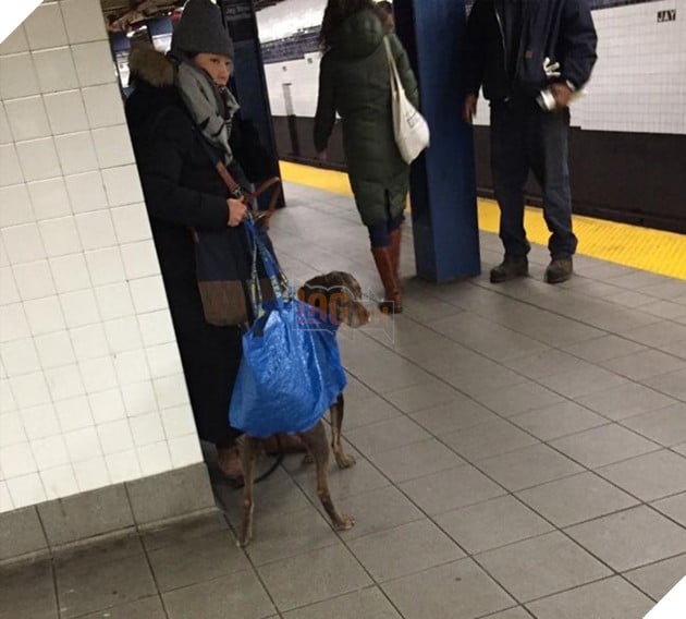 chó đi tàu điện ngầm