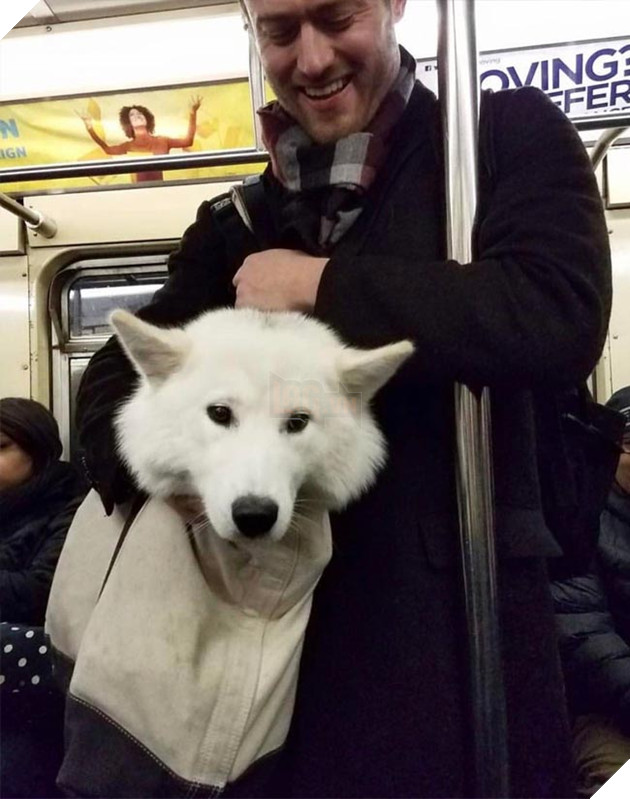chó đi tàu điện ngầm