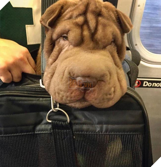 chó đi tàu điện ngầm