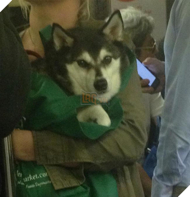 chó đi tàu điện ngầm