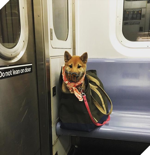 chó đi tàu điện ngầm