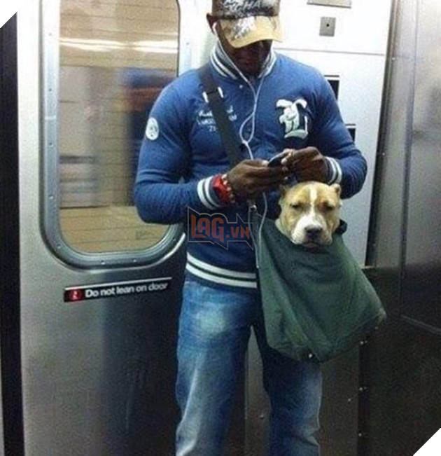 chó đi tàu điện ngầm