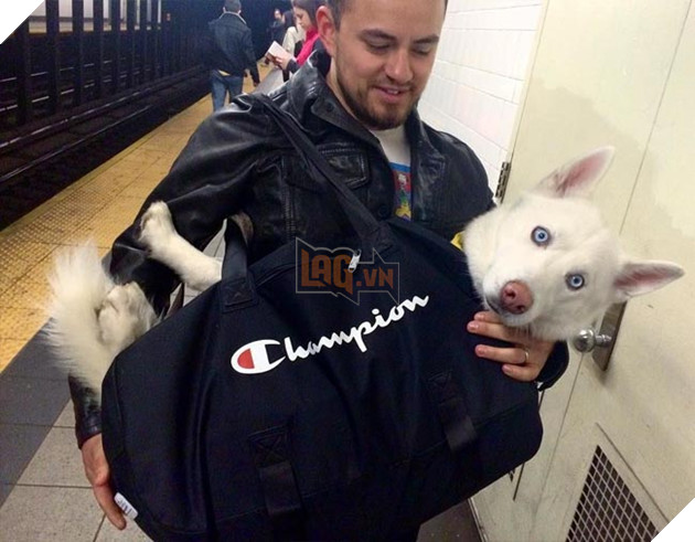 chó đi tàu điện ngầm