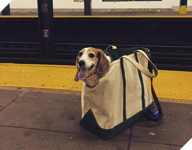 chó đi tàu điện ngầm