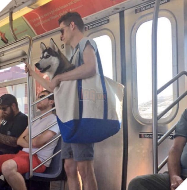 chó đi tàu điện ngầm