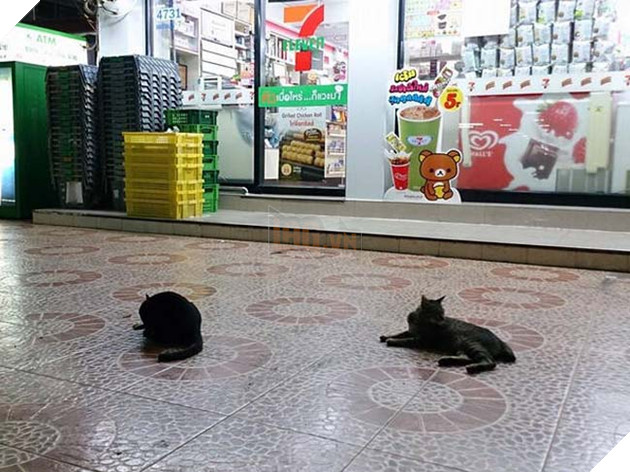 chó mèo tránh nóng ở siêu thị