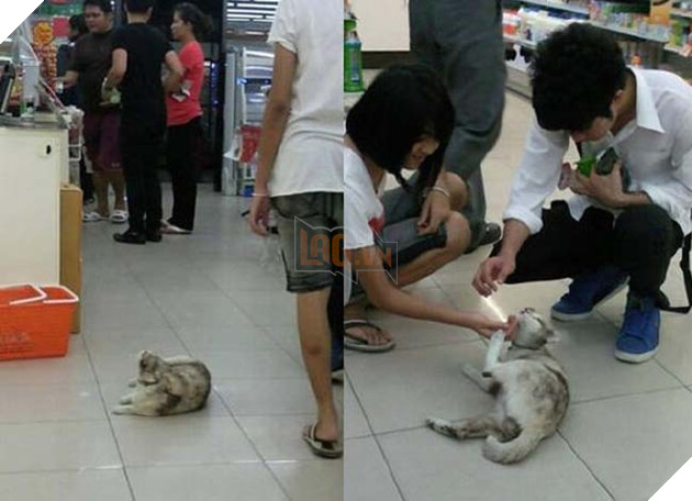 chó mèo tránh nóng ở siêu thị