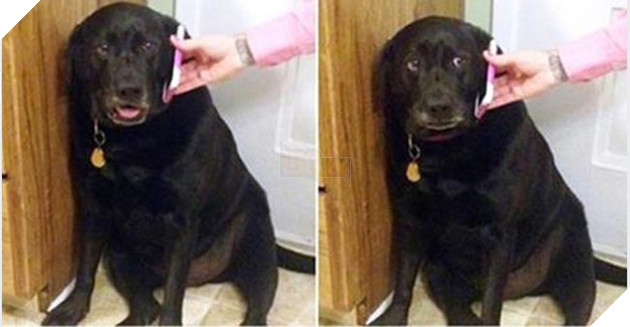 Chó hư quậy phá không nghe lời cô chủ, cô liền cho nó nghe điện thoại của chồng…