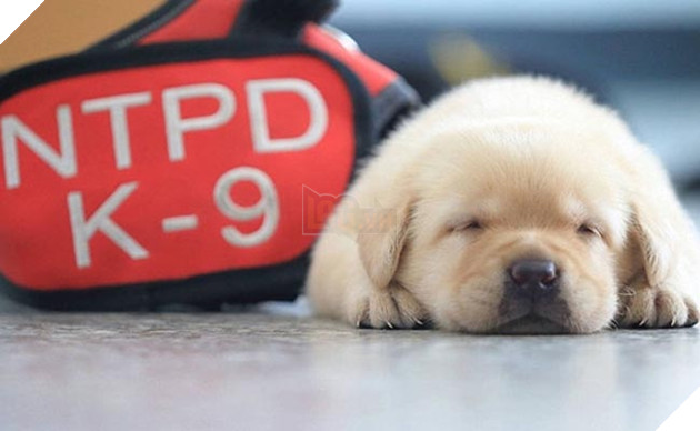 những chú chó đặc điệm nhí