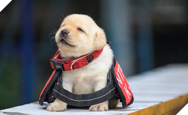 những chú chó đặc điệm nhí