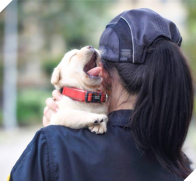 những chú chó đặc điệm nhí