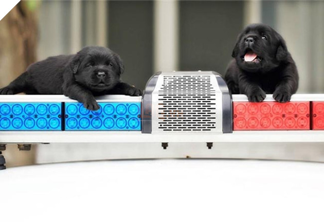 những chú chó đặc điệm nhí