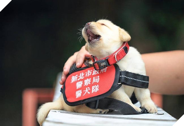 những chú chó đặc điệm nhí