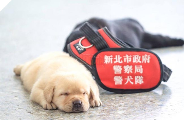 những chú chó đặc điệm nhí