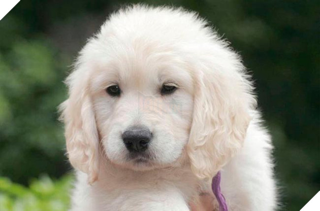 chó golden đáng yêu