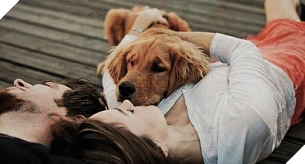 chó golden đáng yêu