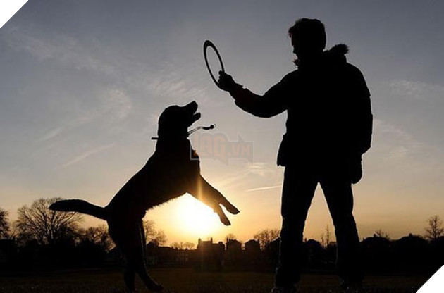 chó golden đáng yêu
