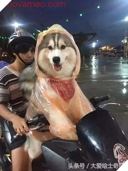 Dừng chờ đèn đỏ, quay sang bên người cạnh, tôi được một phen ôm bụng cười vì hình ảnh này 3