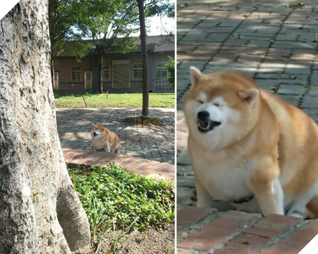 chú chó shiba béo ú
