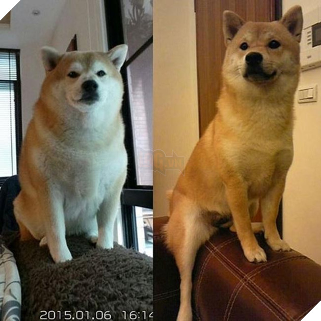 chú chó shiba béo ú