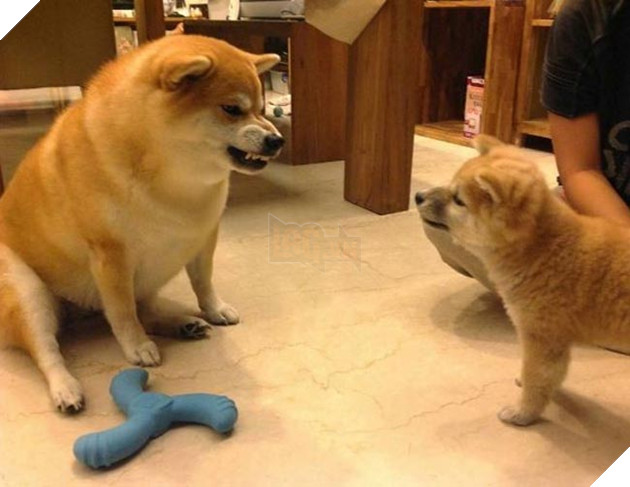 chú chó shiba béo ú