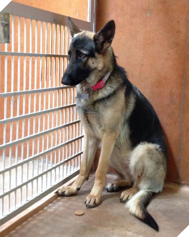 chú chó không bao giờ ngủ