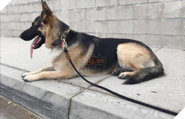 chú chó không bao giờ ngủ