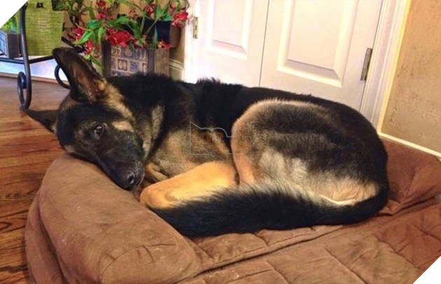 chú chó không bao giờ ngủ