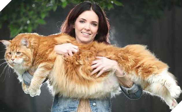 chú mèo to nhất thế giới