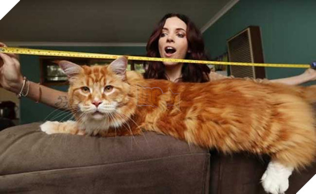 chú mèo to nhất thế giới