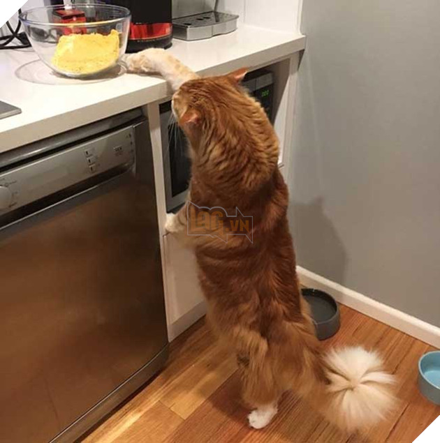 chú mèo to nhất thế giới