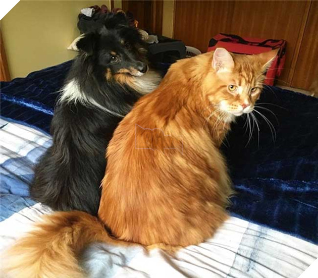 chú mèo to nhất thế giới