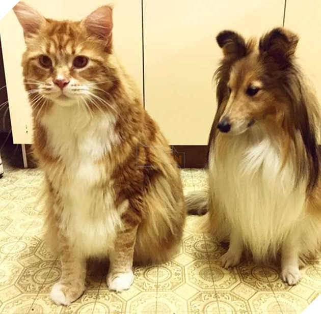 chú mèo to nhất thế giới