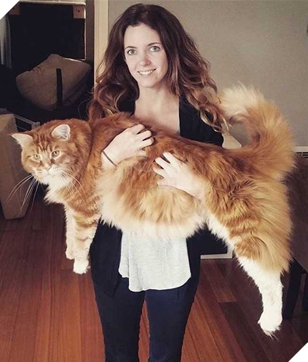 chú mèo to nhất thế giới