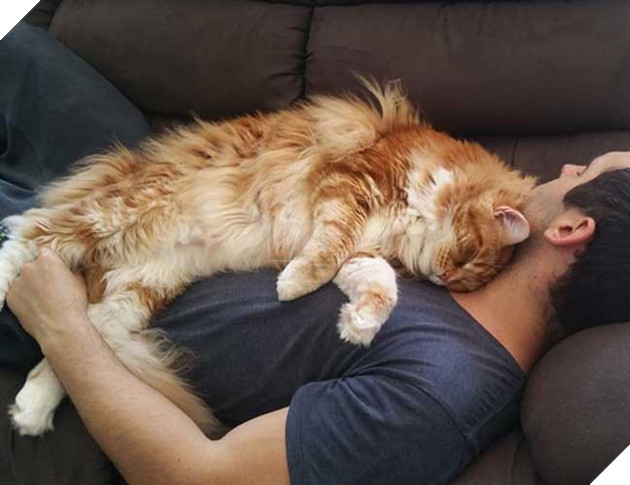 chú mèo to nhất thế giới