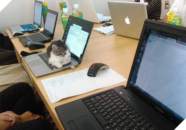 mèo vô gia cư được nhận nuôi ở Nhật