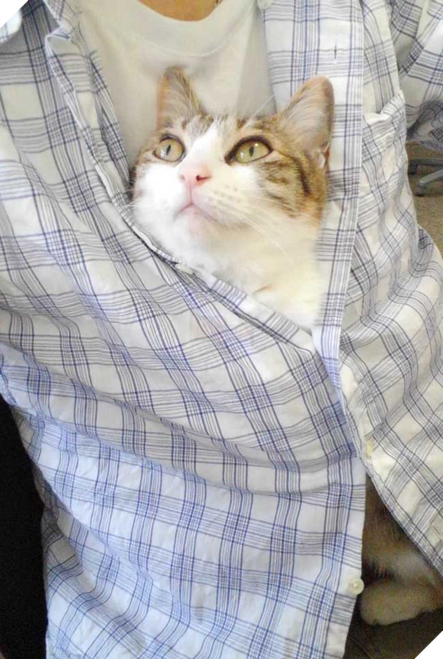 mèo vô gia cư được nhận nuôi ở Nhật