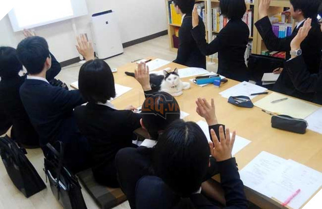 mèo vô gia cư được nhận nuôi ở Nhật