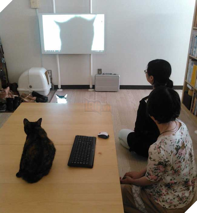 mèo vô gia cư được nhận nuôi ở Nhật