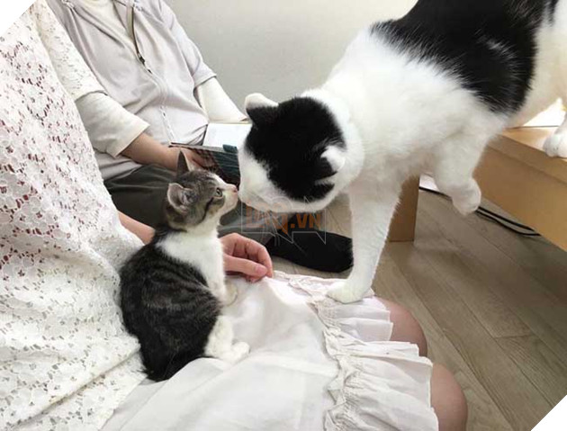 mèo vô gia cư được nhận nuôi ở Nhật