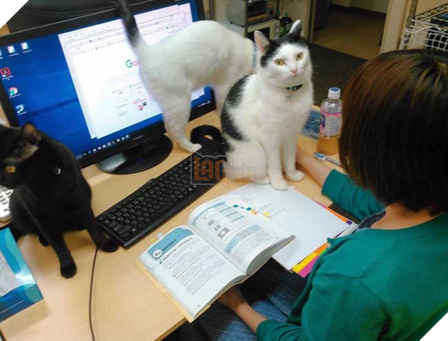 mèo vô gia cư được nhận nuôi ở Nhật