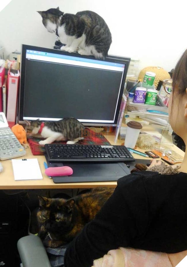 mèo vô gia cư được nhận nuôi ở Nhật