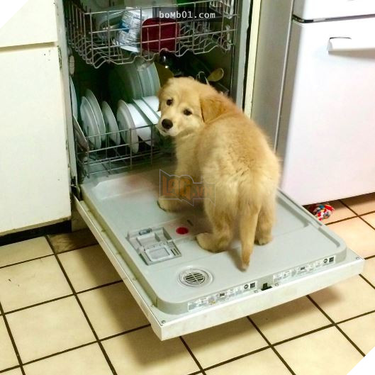 Cười nắc nẻ với 17 chú chó ngây thơ như đến từ hành tinh khác, nhất là số 2 15