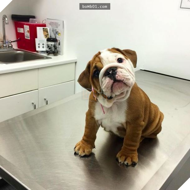 Cười nắc nẻ với 17 chú chó ngây thơ như đến từ hành tinh khác, nhất là số 2 19