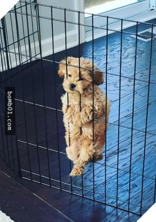 Cười nắc nẻ với 17 chú chó ngây thơ như đến từ hành tinh khác, nhất là số 2 18