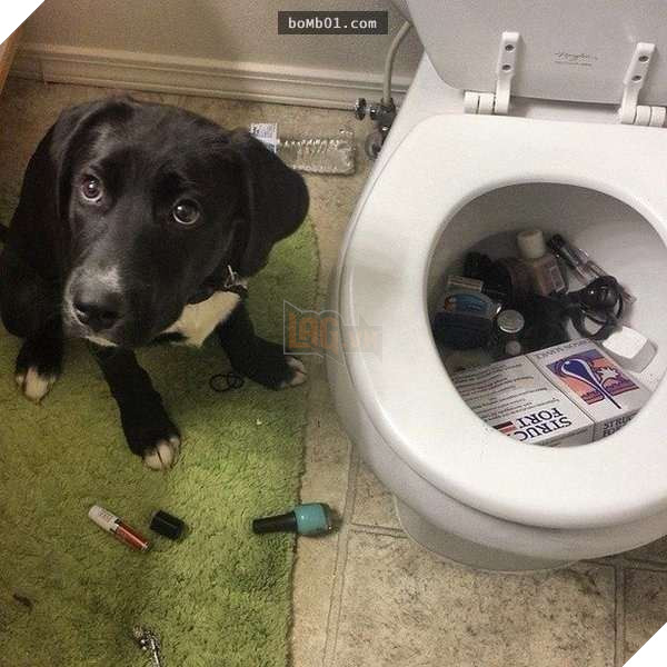 Cười nắc nẻ với 17 chú chó ngây thơ như đến từ hành tinh khác, nhất là số 2 8