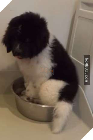 Cười nắc nẻ với 17 chú chó ngây thơ như đến từ hành tinh khác, nhất là số 2 3