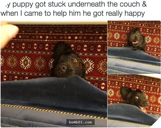 Cười nắc nẻ với 17 chú chó ngây thơ như đến từ hành tinh khác, nhất là số 2 13