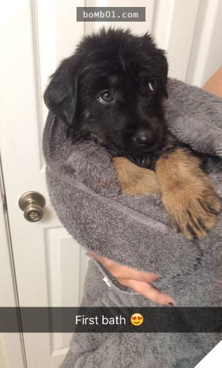 Cười nắc nẻ với 17 chú chó ngây thơ như đến từ hành tinh khác, nhất là số 2 17